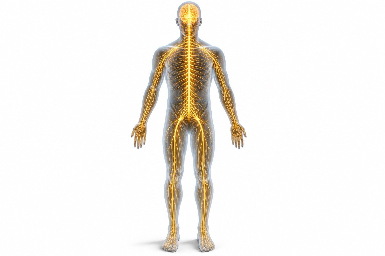 Human nervous system 3D medical illustration